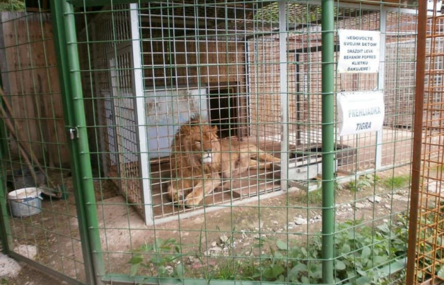 лев за гратами